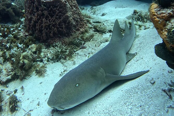Enjoy two dives without previous experience with a boat trip - Who should book this program