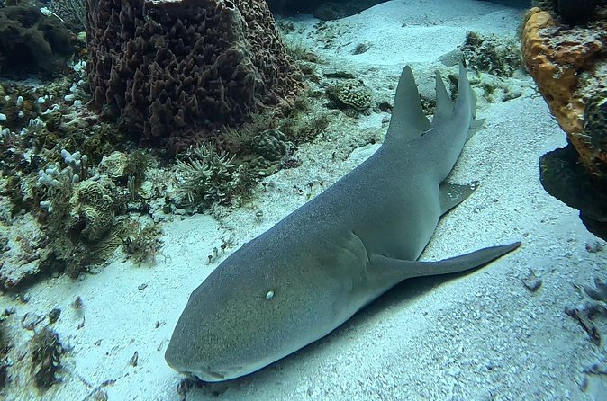 Enjoy two dives without previous experience with a boat trip - Practical details before you book