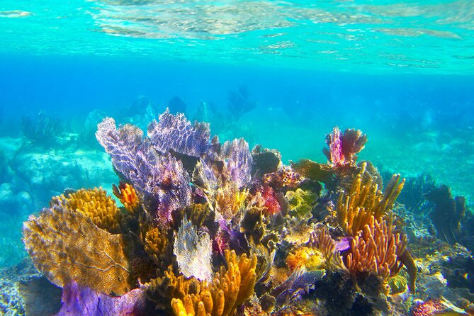 Exclusive Private Boat to El Cielo - Palancar Reef: your first look below the surface
