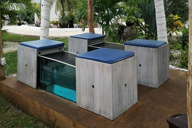 Fish Spa, Beach Break with Lounge Chairs, Umbrellas & Beach Area - The fish spa: fun, brief, and not for everyone