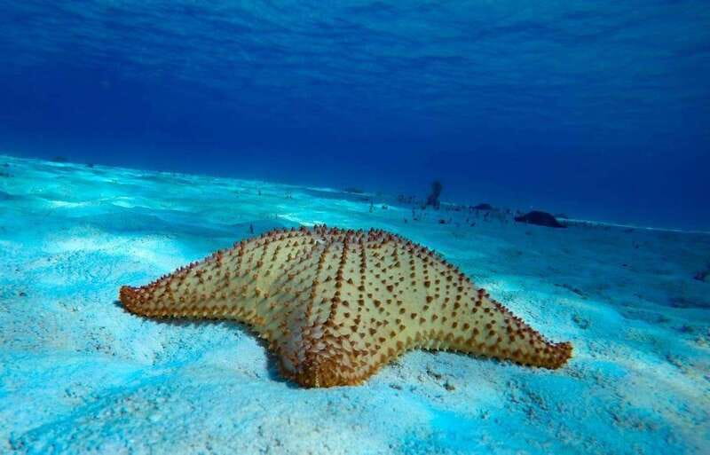 From Cozumel: 3 Reefs Boat Tour with Drinks and Snorkeling - Three reefs, three different underwater scenes