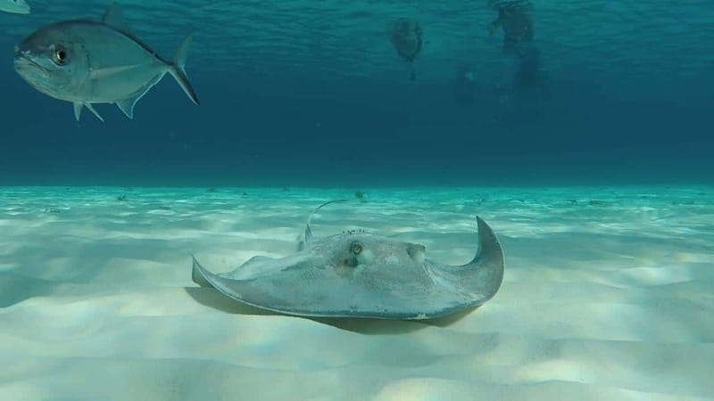From Cozumel: 3 Reefs Boat Tour with Drinks and Snorkeling - Playa el Cielo and the famous starfish