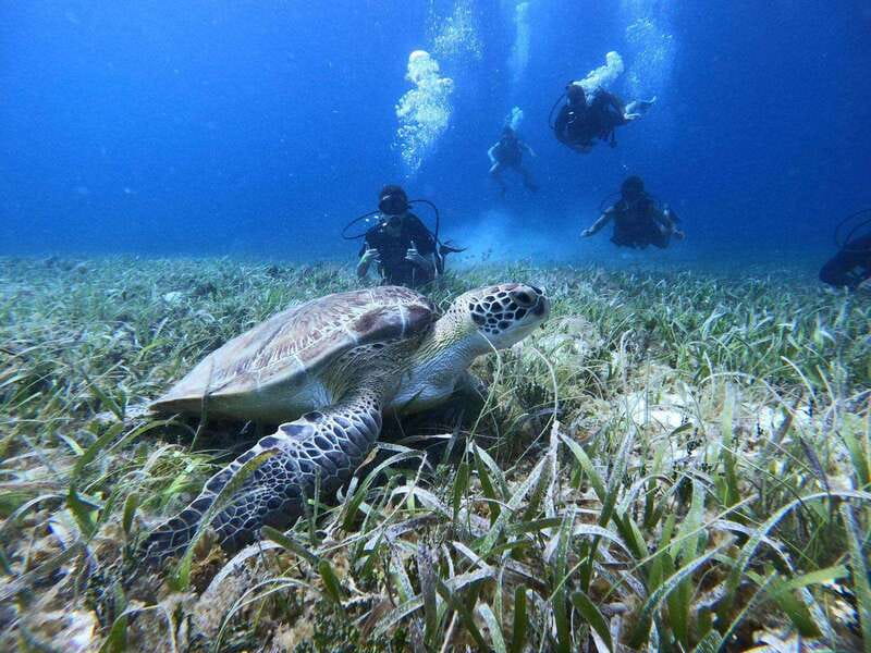 From Cozumel: Chankanaab Cozumel Scuba Diving - What the $60 Cozumel scuba outing really includes