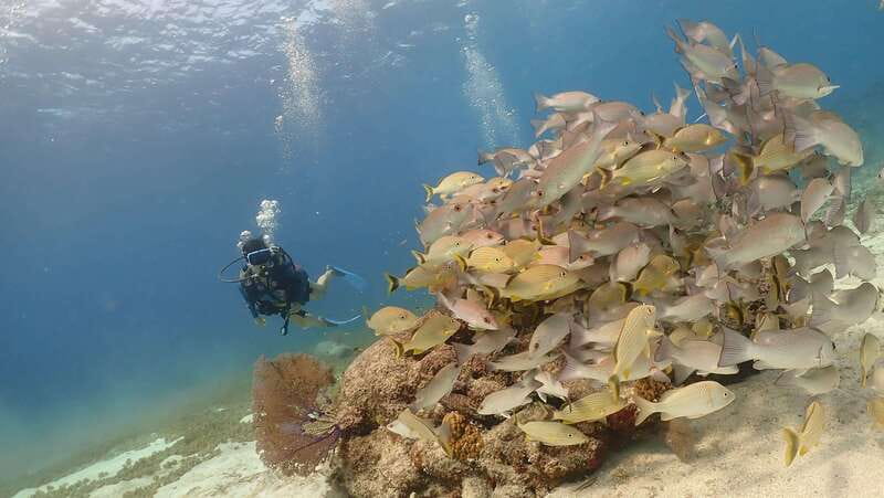 From Cozumel: Chankanaab Cozumel Scuba Diving - Who will get the most from this experience