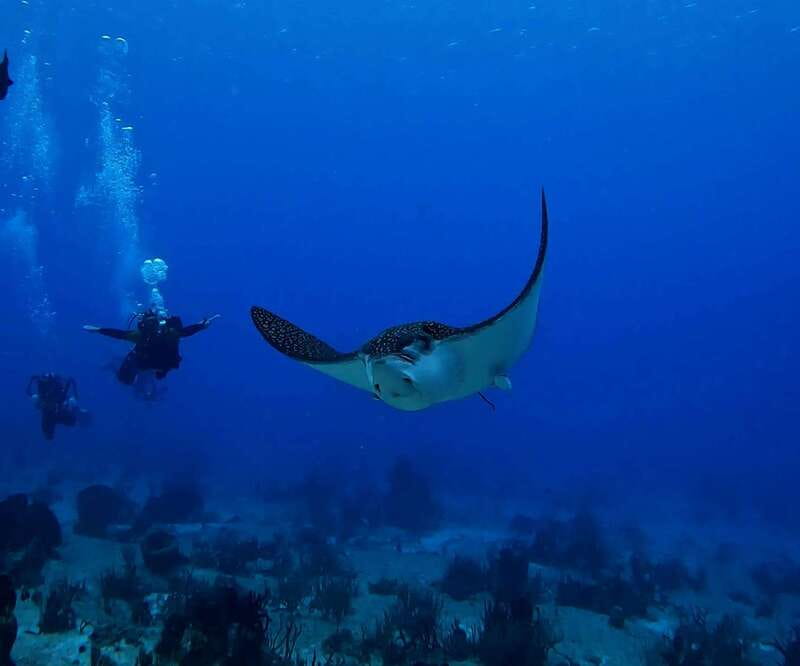 From Cozumel: Double Tank Scuba Diving for Certified Divers - Practical packing advice
