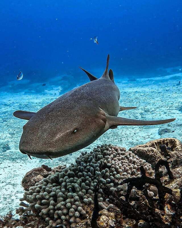From Cozumel: Double Tank Scuba Diving for Certified Divers - A 45-minute rest on the boat