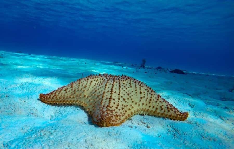From Cozumel: El Cielo Beach by Catamaran Snorkeling Tour - Is $81 a good value?
