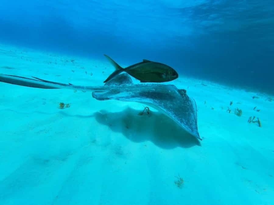 From Cozumel: El Cielo Beach by Catamaran Snorkeling Tour - Booking details worth knowing