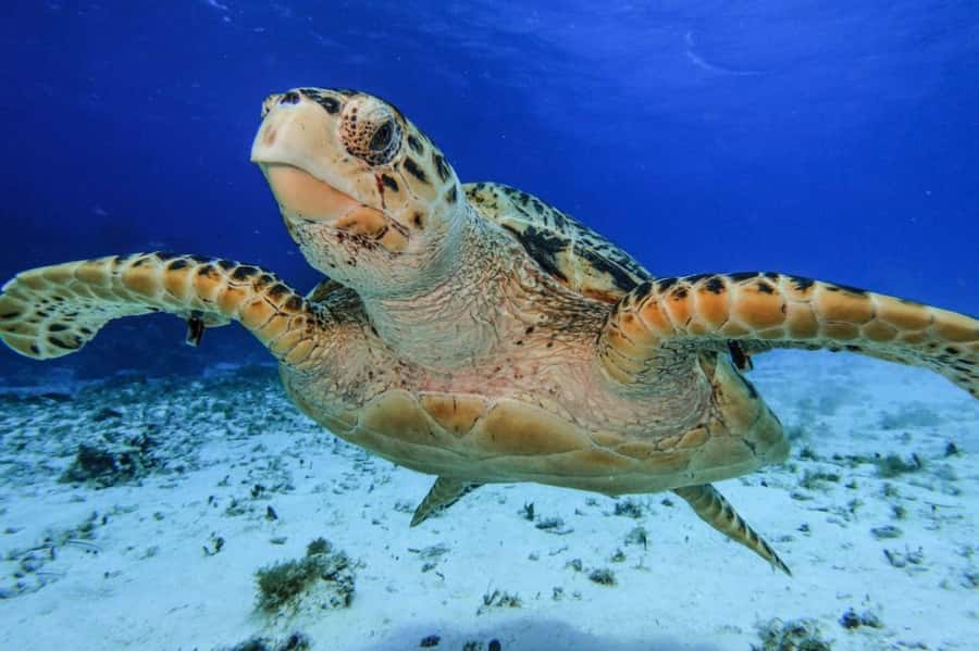 From Cozumel: Starfish, Stingrays and the Turtle Sanctuary - Key points to know before booking