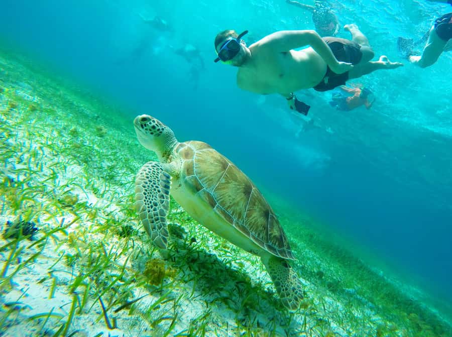 From Cozumel: Starfish, Stingrays and the Turtle Sanctuary - What this Cozumel snorkeling trip is really like