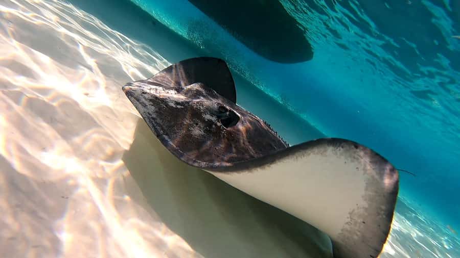 From Cozumel: Starfish, Stingrays and the Turtle Sanctuary - El Cielo and its famous starfish