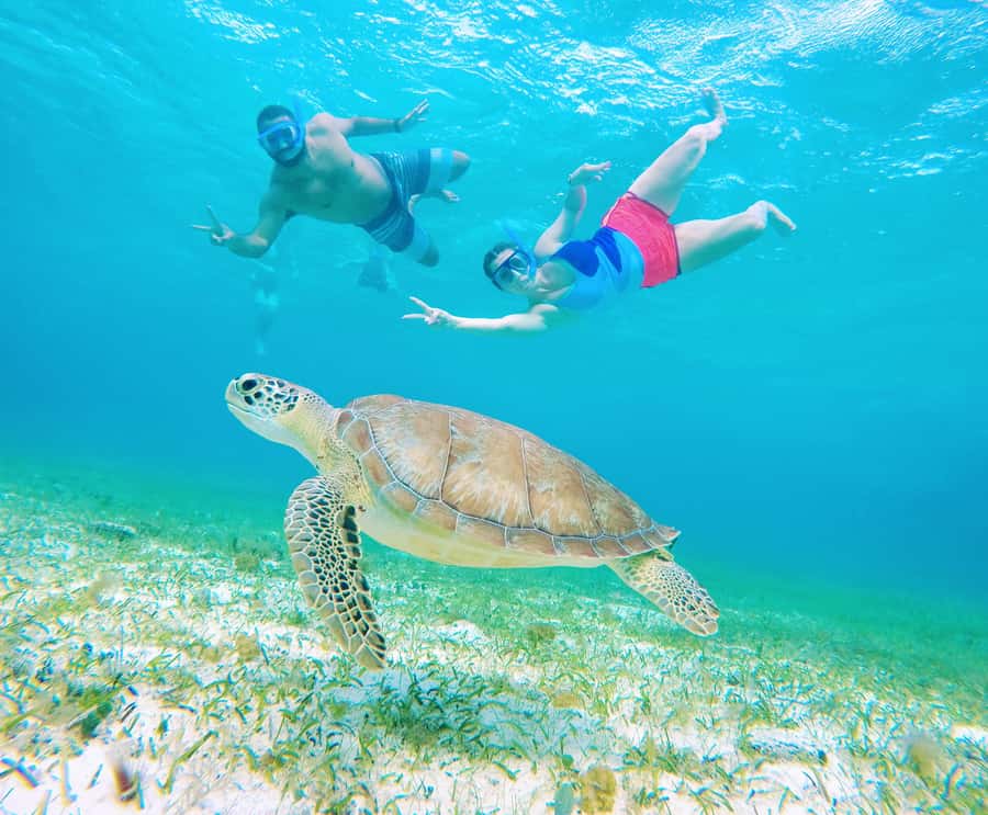 From Cozumel: Starfish, Stingrays and the Turtle Sanctuary - Turtle Bay and the search for sea turtles