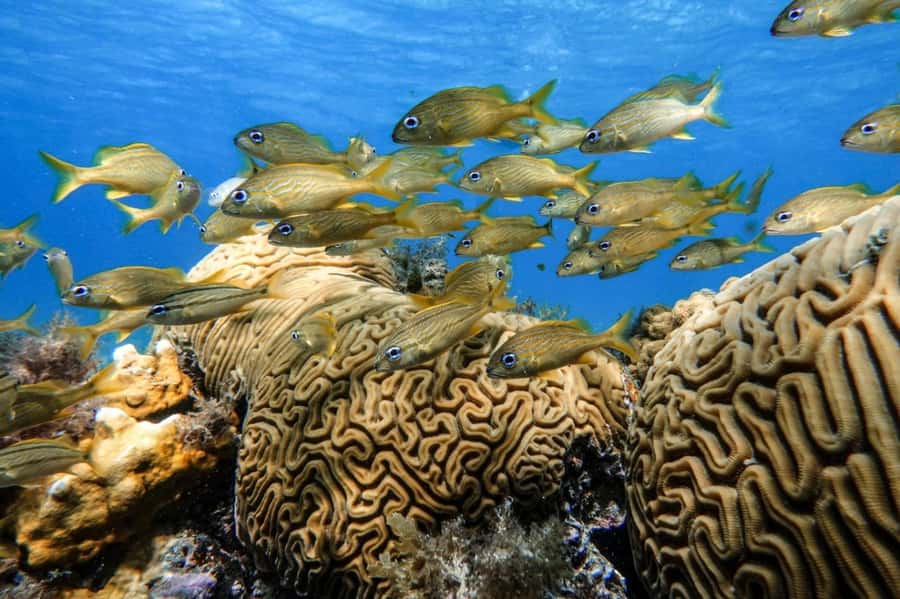 From Cozumel: Starfish, Stingrays and the Turtle Sanctuary - The shallow stingray stop at El Cielito