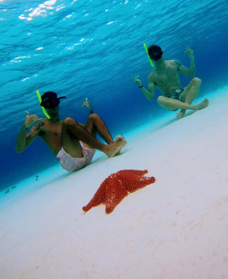 From Cozumel: Starfish, Stingrays and the Turtle Sanctuary - Guides, safety, and the level of instruction