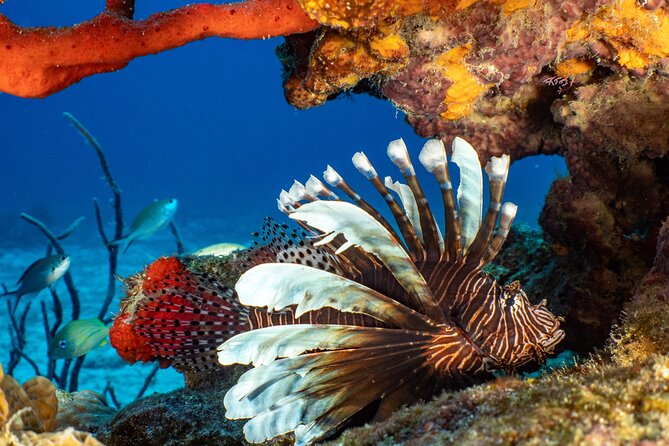 Fun dives Cozumel south marine park - Lunch between the two outings