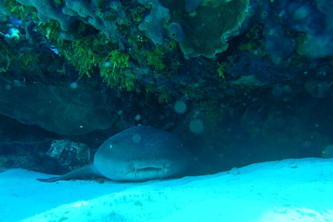 Fun dives Cozumel south marine park - The second session and return by 3 p.m.