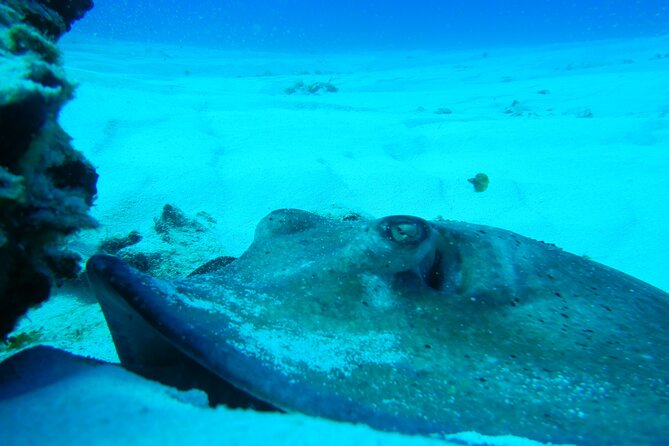 Fun dives Cozumel south marine park - What the guides add to the day