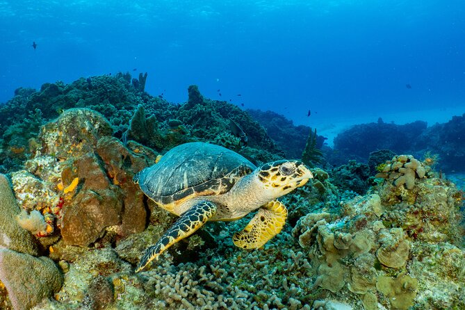 Fun dives Cozumel south marine park - What the $105 price really includes