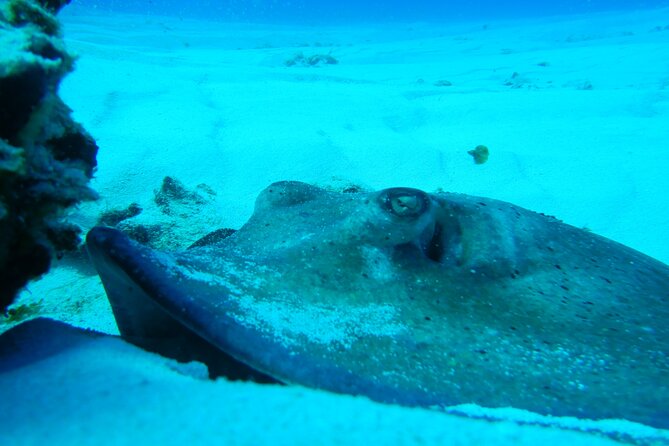 FunDiving in Cozumel - By Ferry - 2 Tanks in the wonderful Caribbean sea - Guides and the level of supervision
