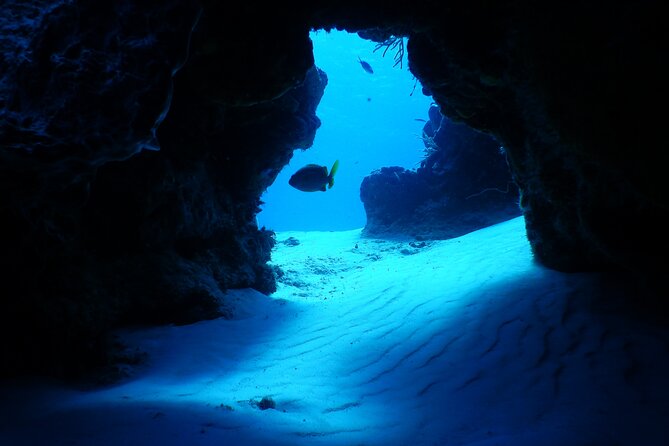 FunDiving in Cozumel - By Ferry - 2 Tanks in the wonderful Caribbean sea - Equipment, certification, and health rules