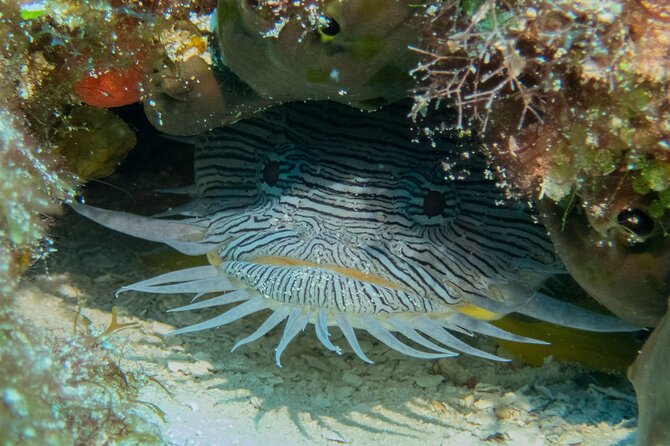 FunDiving in Cozumel - By Ferry - 2 Tanks in the wonderful Caribbean sea - Who will enjoy this Cozumel outing