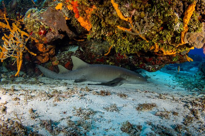 FunDiving in Cozumel - By Ferry - 2 Tanks in the wonderful Caribbean sea - Palancar Reef and the second site