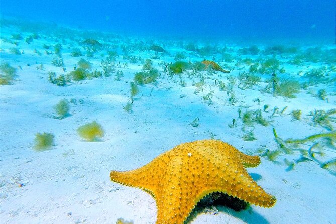 Get to know heaven on earth with Chivis del mar private - Plan the Cozumel connection before departure