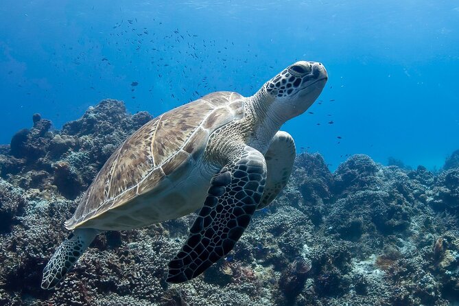 Introductory Diving Class in the Cozumel Reefs - The short class that makes the reef visit possible