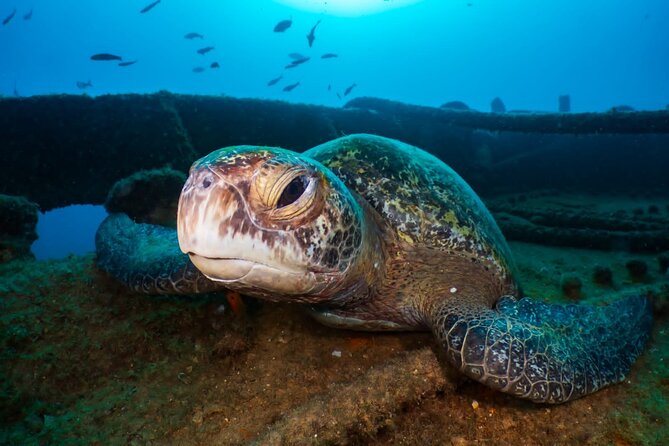Introductory Diving Class in the Cozumel Reefs - Why a two-person limit matters for beginners