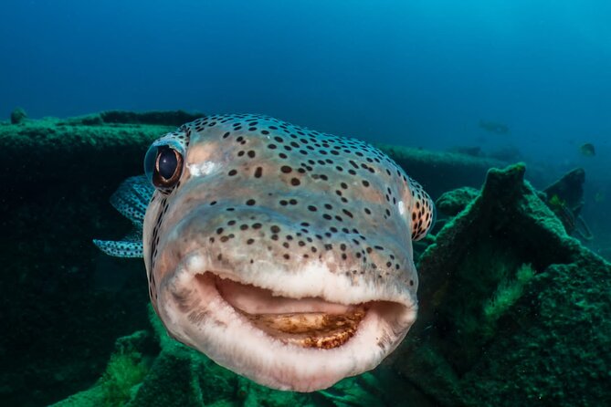 Introductory Diving Class in the Cozumel Reefs - Is $190.29 a fair price?