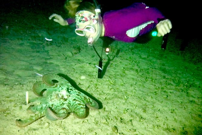 Night Snorkeling - Observation of octopus and other species - One hour of searching in shallow water