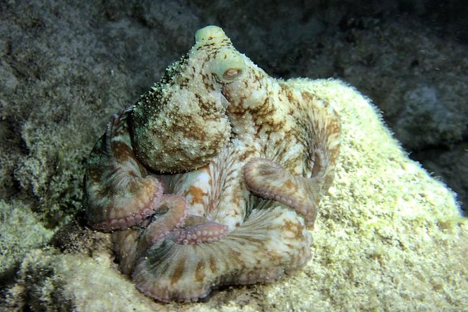 Night Snorkeling - Observation of octopus and other species - What you might see after sunset