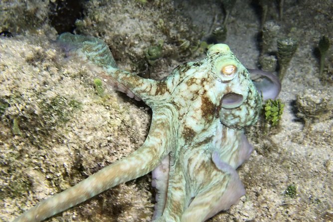 Night Snorkeling - Observation of octopus and other species - Free videos make the $77.67 price easier to judge