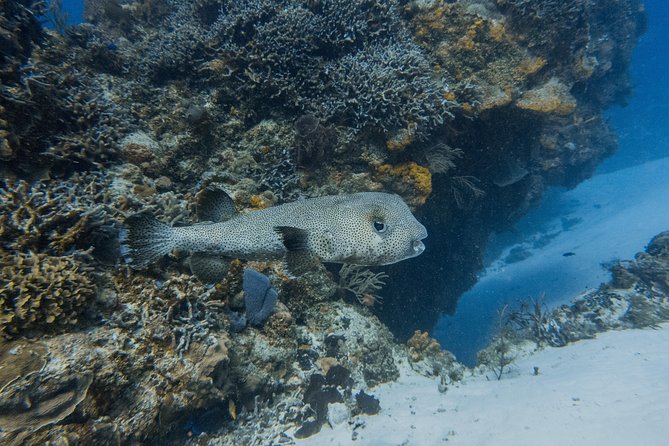 Open Water Course Cozumel - Day three: ferry to Cozumel and reef training