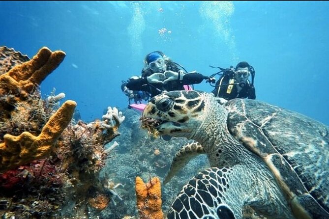 Open Water Diver Course - Price and the value of three full days
