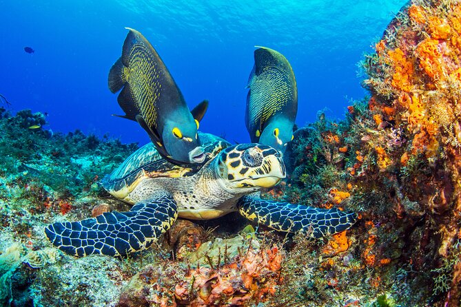 PADI Discover Scuba Diving Tour in Cozumel - The Pool Session Builds Confidence First