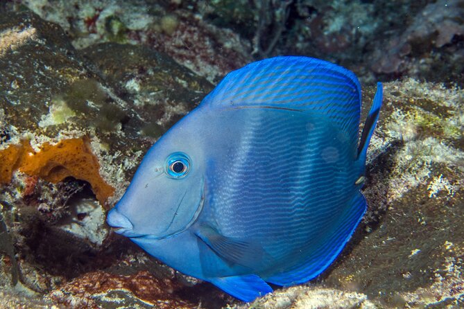 PADI Discover Scuba Diving Tour in Cozumel - The Real Price: What You Still Pay