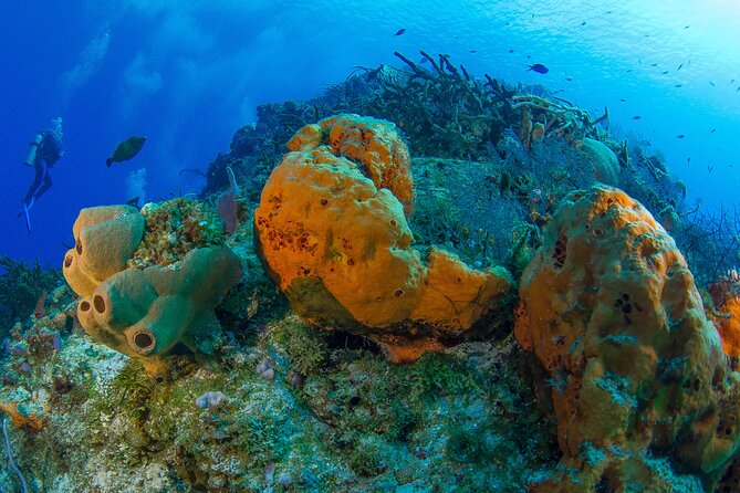 PADI Discover Scuba Diving Tour in Cozumel - The Biggest Issue Is Getting to Cozumel