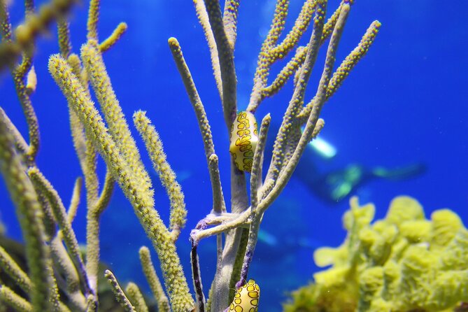 PADI Discover Scuba Diving Tour in Cozumel - Health Rules and Flight Timing