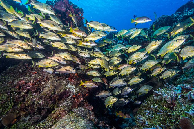 PADI Discover Scuba Diving Tour in Cozumel - Two Boat Sessions in Cozumel Marine Park