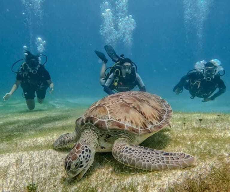 Puerto Morelos: Scuba Diving for Beginners - 2 Dives - What the $186 price really covers