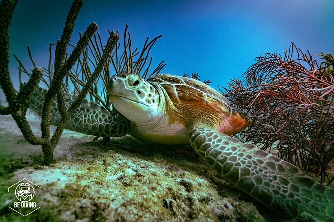 Scuba Diving in Cozumel Island - Key points to know before booking