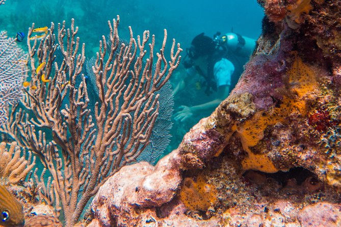 Scuba Diving in Cozumel Island - Why Cozumel makes this a full-day outing