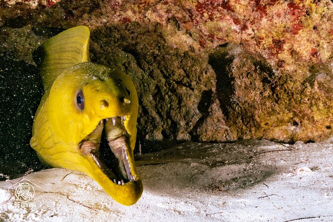Scuba Diving in Cozumel Island - The first underwater session