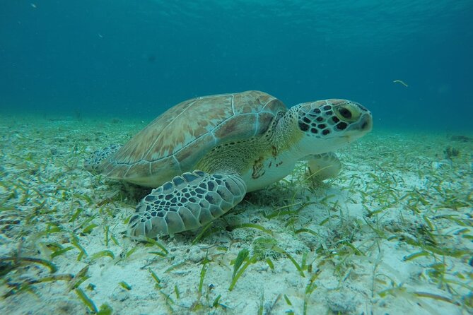 Shared Sky Snorkeling in Cozumel - What the small group means for your day