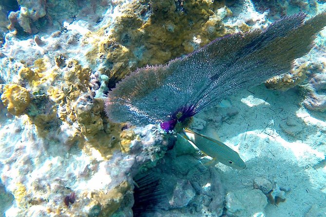SkyReef Cozumel Snorkel & Tequila Tasting - The tequila tasting has charm, with a few strings attached