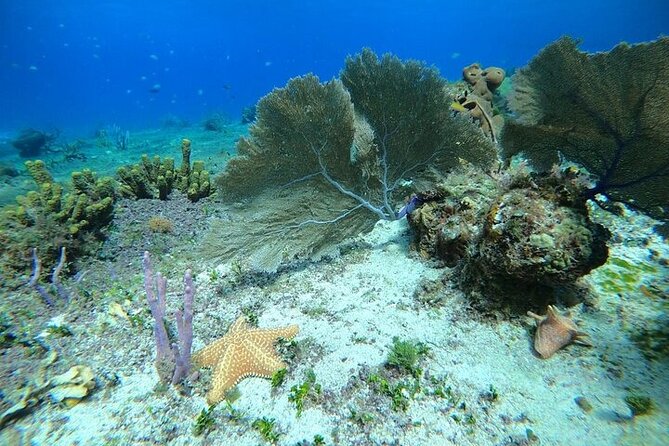 Snorkel along the coast, explore two reefs by Chivis del Mar - Dzul-Ha Reef adds a second look