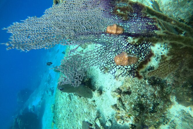 Snorkel along the coast, explore two reefs by Chivis del Mar - What the guides add for families and first-timers