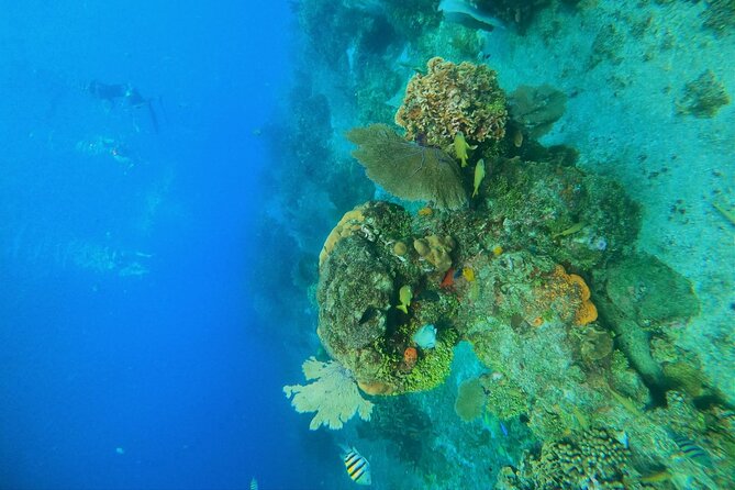 Snorkel along the coast, explore two reefs by Chivis del Mar - Getting to Marina Caleta without losing your tour