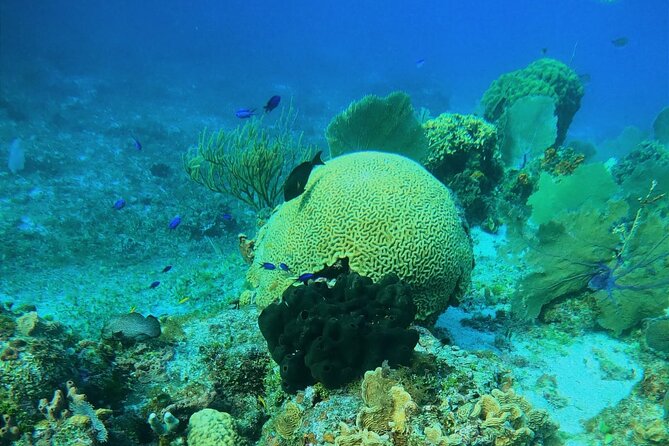 Snorkel along the coast, explore two reefs by Chivis del Mar - The main drawbacks to consider